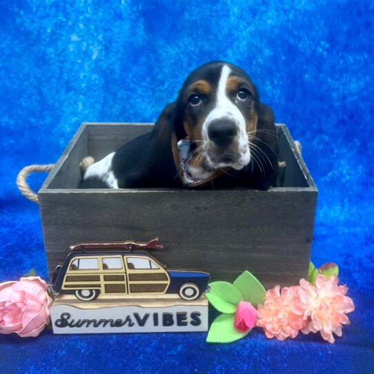 Basset Hound DOG Female Tri-Colored 6102 Petland Pensacola, Florida