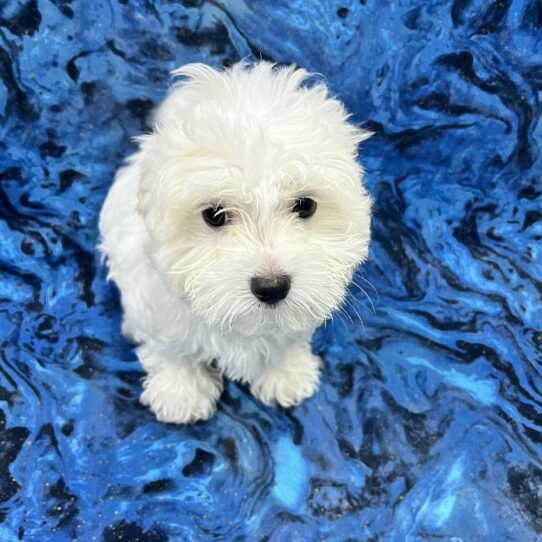 Maltese DOG Male White 6111 Petland Pensacola, Florida