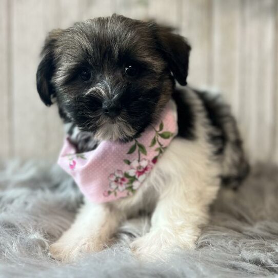 Havanese DOG Female Sable/White 6124 Petland Pensacola, Florida