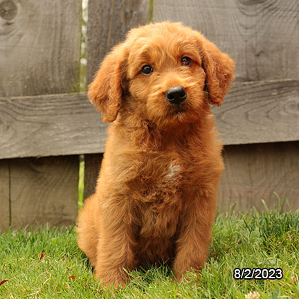 Goldendoodle DOG Male Red 6159 Petland Pensacola, Florida