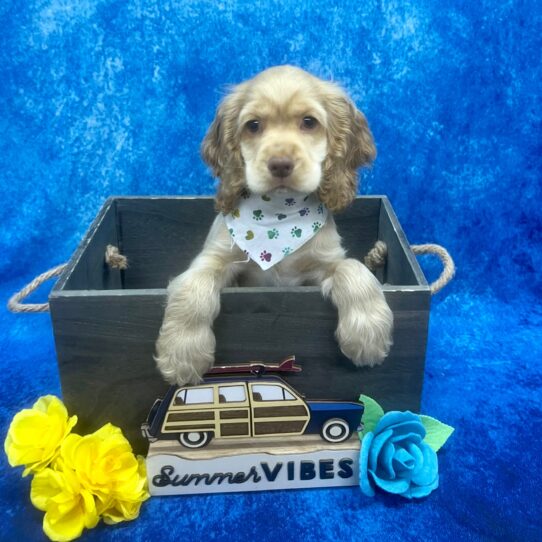 Cocker Spaniel-DOG-Male-Buff-6156-Petland Pensacola, Florida