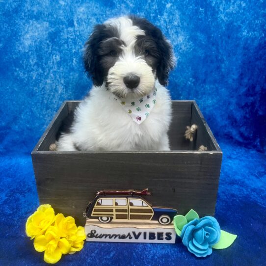 Sheepadoodle DOG Male Black / White 6165 Petland Pensacola, Florida