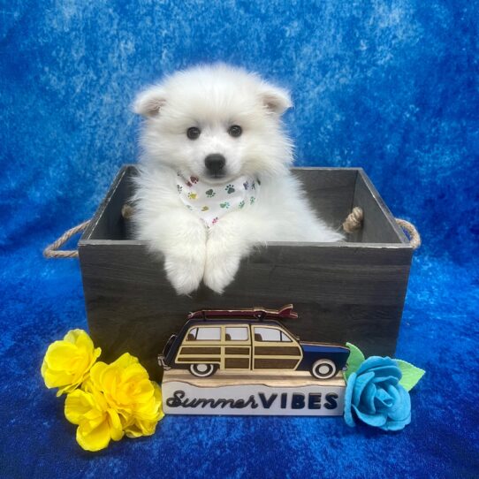 American Eskimo Dog-DOG-Male-White-6167-Petland Pensacola, Florida