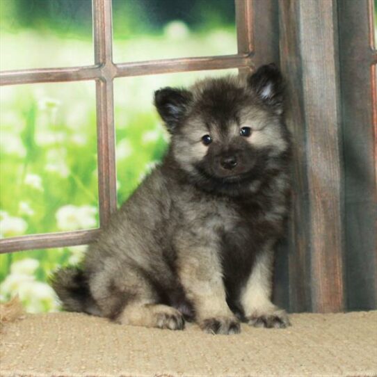 Keeshond-DOG-Male-Silver / Black-6184-Petland Pensacola, Florida