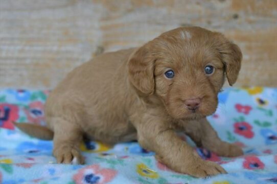 Goldendoodle Mini 2nd Gen-DOG-Female-Golden-6187-Petland Pensacola, Florida