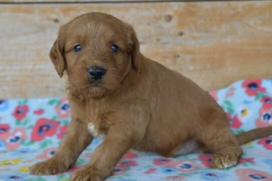 Mini Goldendoodle DOG Male Red 6188 Petland Pensacola, Florida