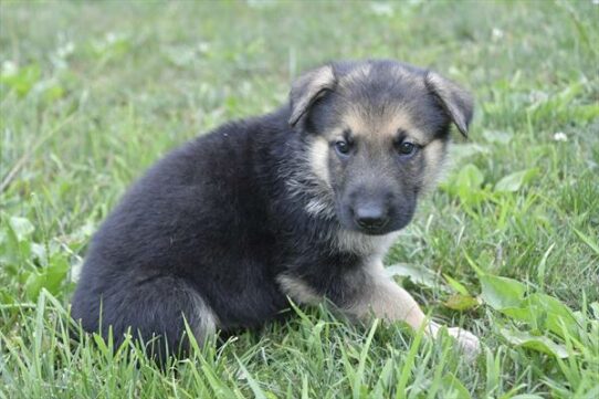 German Shepherd DOG Male Black / Tan 6190 Petland Pensacola, Florida