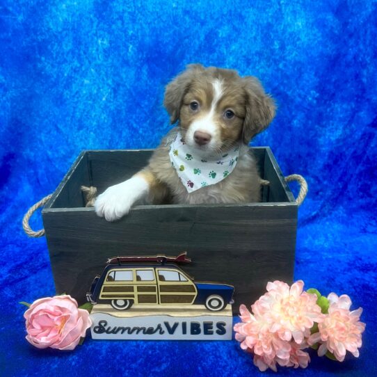 Miniature Australian Shepherd DOG Female Chocolate/White 6199 Petland Pensacola, Florida