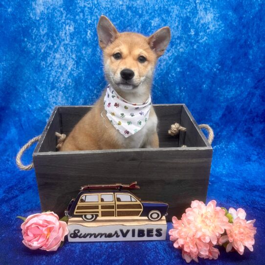 Shiba Inu-DOG-Female-Red Sesame-6186-Petland Pensacola, Florida