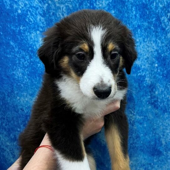 Miniature Australian Shepherd-DOG-Male-Tri-6063-Petland Pensacola, Florida