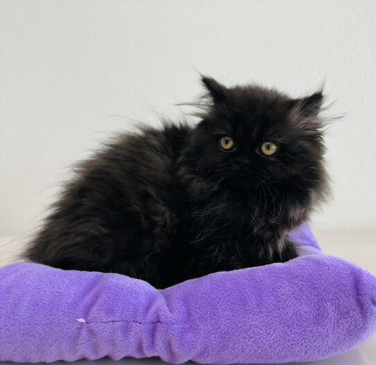 Persian-KITTEN-Female-Black-6228-Petland Pensacola, Florida