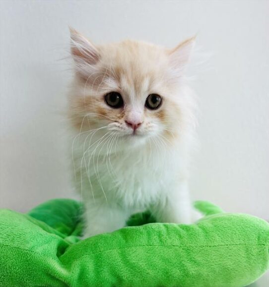 Persian-KITTEN-Male-Orange / White-6229-Petland Pensacola, Florida