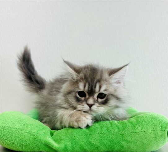 Persian-KITTEN-Male-Blue / Cream-6230-Petland Pensacola, Florida