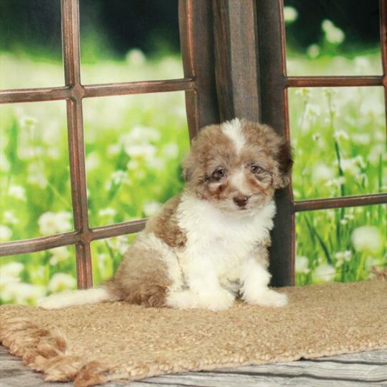 Miniature Bernedoodle 2nd Gen-DOG-Female-Chocolate Merle-6232-Petland Pensacola, Florida