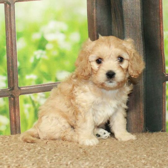 Cavachon-DOG-Female-Apricot-6233-Petland Pensacola, Florida