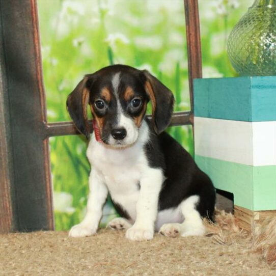 Beagle DOG Female Black / Tan 6234 Petland Pensacola, Florida