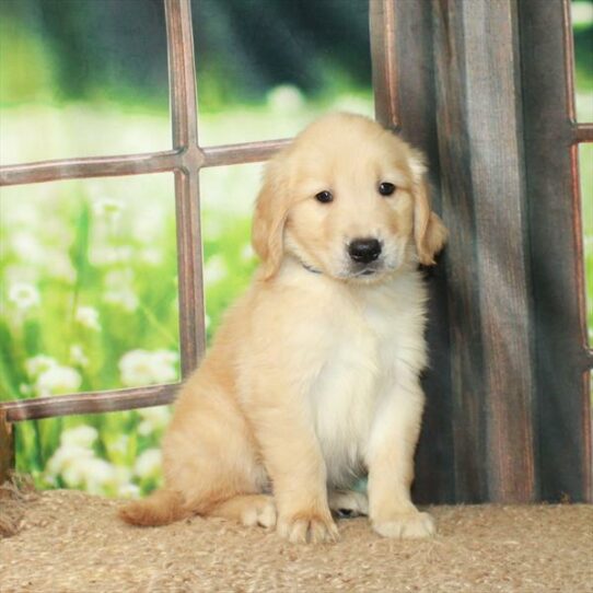 Golden Retriever DOG Male Golden 6235 Petland Pensacola, Florida