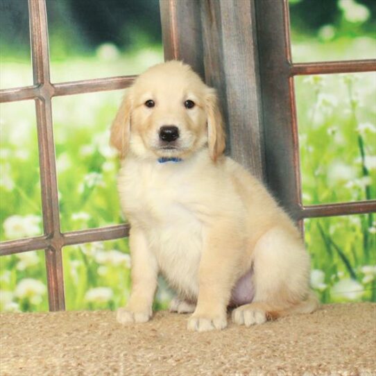 Golden Retriever DOG Female Light Golden 6236 Petland Pensacola, Florida