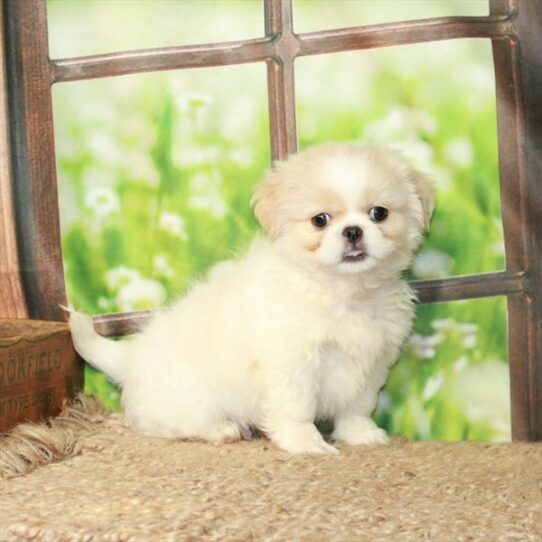 Pekingese DOG Male White / Biscuit 6237 Petland Pensacola, Florida