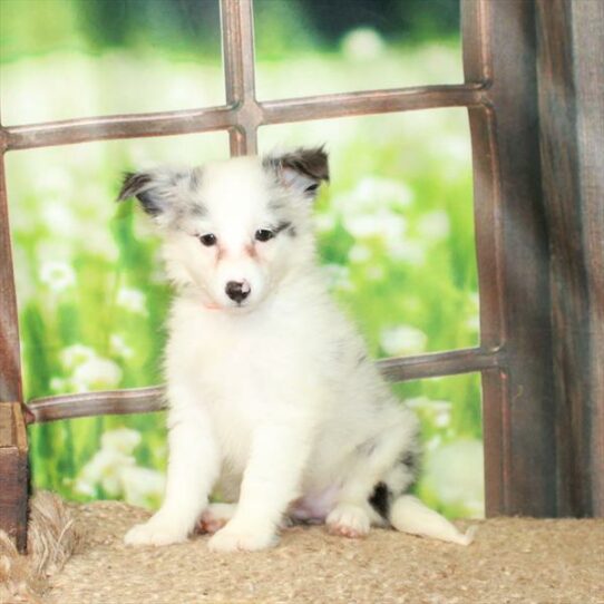 Shetland Sheepdog-DOG-Female-Blue Merle / White-6238-Petland Pensacola, Florida