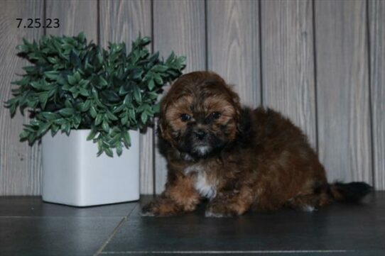 Shipoo-DOG-Female-Sable-6242-Petland Pensacola, Florida