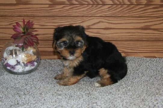 Yorkshire Terrier DOG Female Black / Tan 6244 Petland Pensacola, Florida