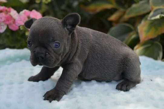 French Bulldog-DOG-Female-Blue-6245-Petland Pensacola, Florida