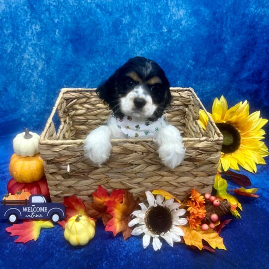 Cocker Spaniel DOG Female Tri-Colored 6247 Petland Pensacola, Florida