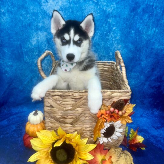 Siberian Husky DOG Female Black / White 6243 Petland Pensacola, Florida