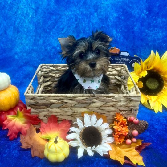 Yorkshire Terrier DOG Male Black / Tan 6241 Petland Pensacola, Florida