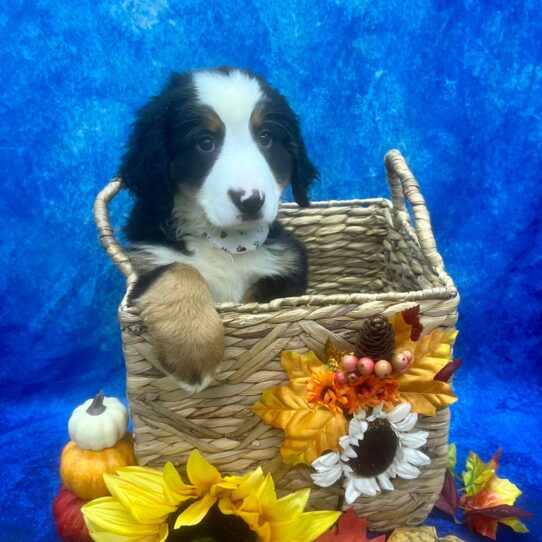 Bernese Mountain Dog DOG Female Black 6239 Petland Pensacola, Florida