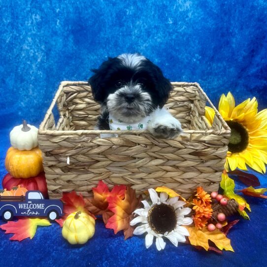 Teddy Bear DOG Male Black / White 6249 Petland Pensacola, Florida