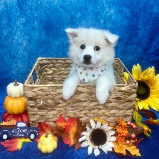 American Eskimo Dog DOG Female White 6251 Petland Pensacola, Florida