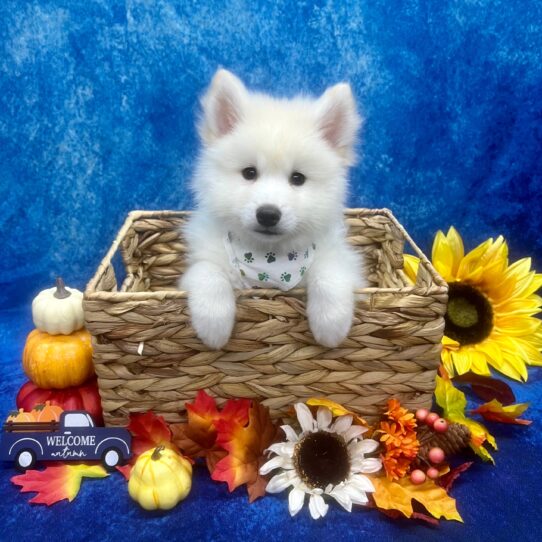 Pomsky DOG Male Cream 6248 Petland Pensacola, Florida