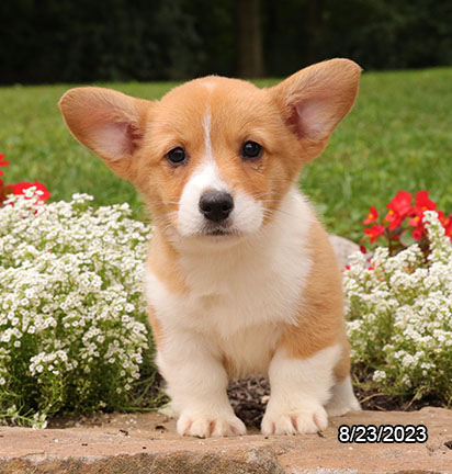 Pembroke Welsh Corgi DOG Male Red / White 6260 Petland Pensacola, Florida