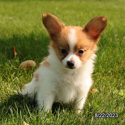 Papillon DOG Male Brown / White 6261 Petland Pensacola, Florida