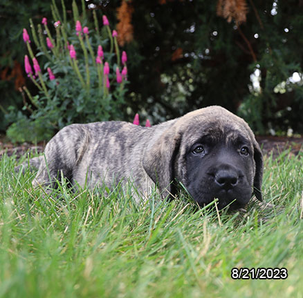 English Mastiff-DOG-Female-Brindle-6262-Petland Pensacola, Florida