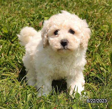 Bichon-Poodle-DOG-Female-Apricot-6263-Petland Pensacola, Florida