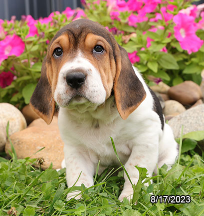 Walrus-DOG-Female-Black / White-6264-Petland Pensacola, Florida