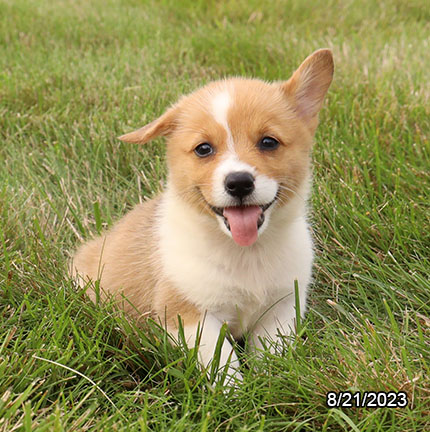 Pembroke Welsh Corgi DOG Female Red / White 6265 Petland Pensacola, Florida