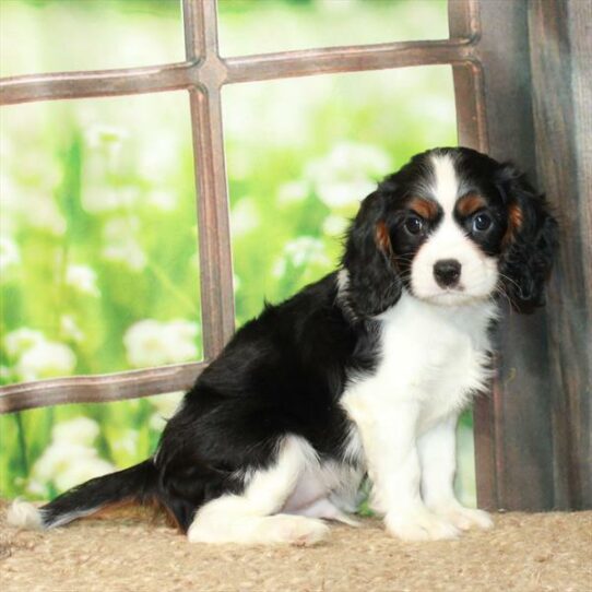 Cavalier King Charles Spaniel DOG Male White Black / Tan 6266 Petland Pensacola, Florida