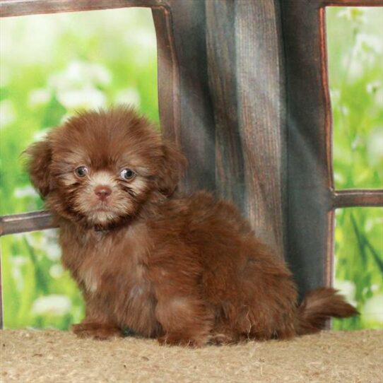 Shih Tzu DOG Male Chocolate / White 6267 Petland Pensacola, Florida