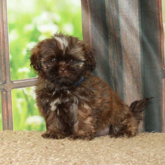 Shih Tzu DOG Female Chocolate Gold 6268 Petland Pensacola, Florida