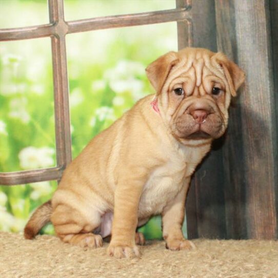 Ori Pei DOG Female Chocolate Fawn 6269 Petland Pensacola, Florida