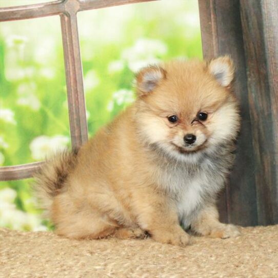 Pomeranian DOG Male Red 6270 Petland Pensacola, Florida