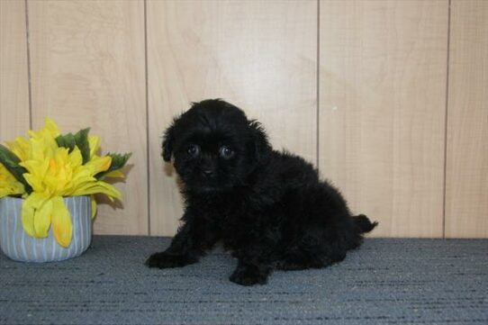 Shipoo-DOG-Male-Black-6271-Petland Pensacola, Florida