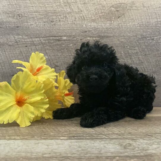 Poodle DOG Female Black 6272 Petland Pensacola, Florida