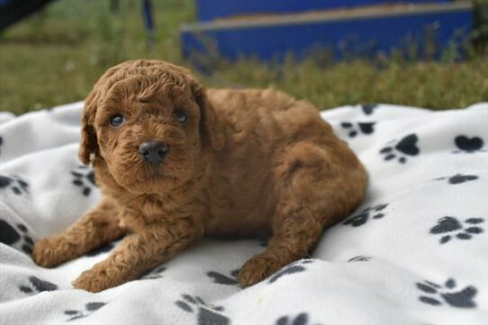 Poodle DOG Male Red 6278 Petland Pensacola, Florida