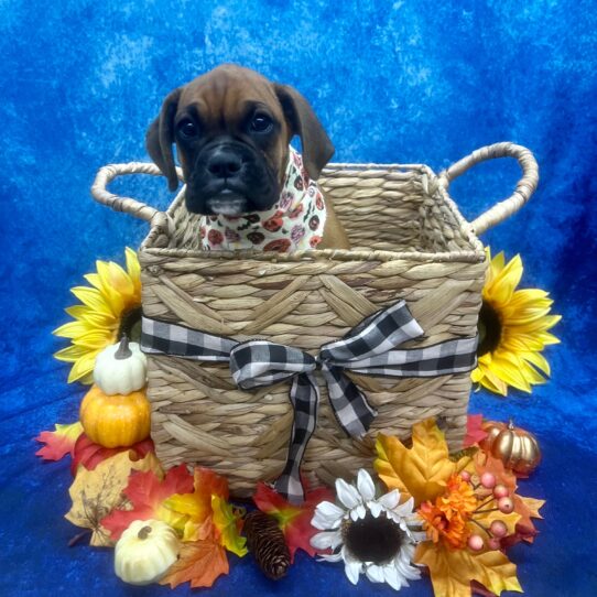 Boxer-DOG-Female-Fawn-6280-Petland Pensacola, Florida