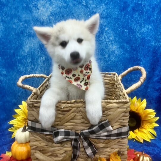 Pomsky DOG Female Red Merle 6277 Petland Pensacola, Florida